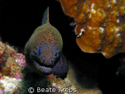It's a Moray !  Canon S70  by Beate Krebs 
